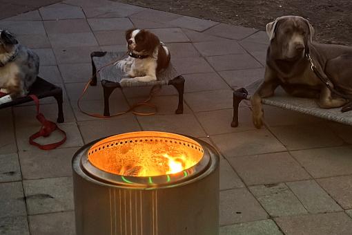 Unlock the Mystery of Your Dog’s Behavior with Disciplined Dog Trainer (dedicated)