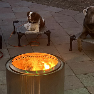 Unlock the Mystery of Your Dog’s Behavior with Disciplined Dog Trainer (dedicated)