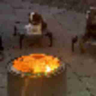 Unlock the Mystery of Your Dog’s Behavior with Disciplined Dog Trainer (dedicated)