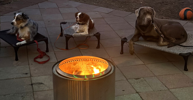 Unlock the Mystery of Your Dog’s Behavior with Disciplined Dog Trainer (dedicated)