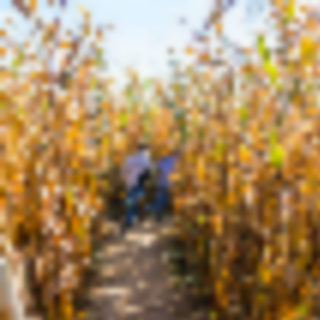 The Best Fall Festivals In and Around Bergen County