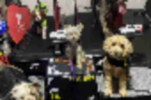 Teach Your Old Dog New Behavior (dedicated)