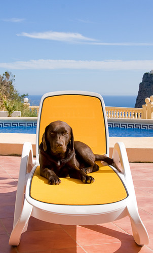 Carl’s Calm Canines New Board and Train Facility