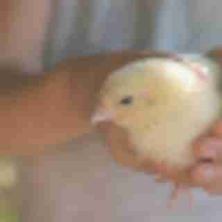 Easter Events Round Up