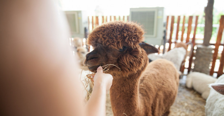 Farm and Nature Summer Camps in Bergen County, New Jersey