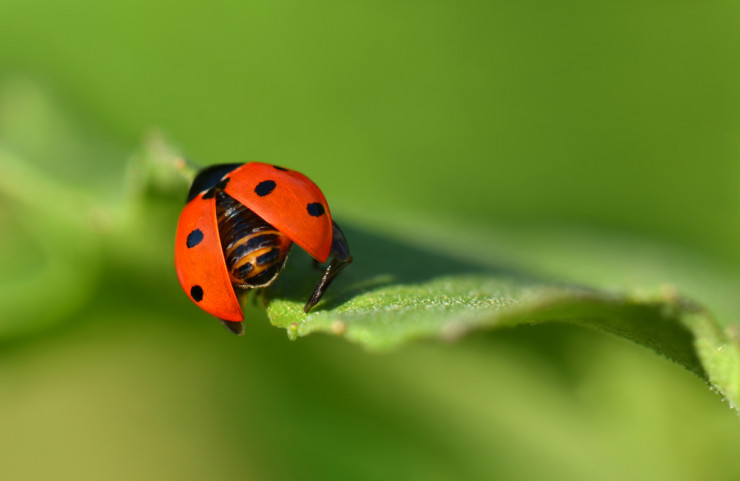 Things to do in Bergen County Week of May 28th