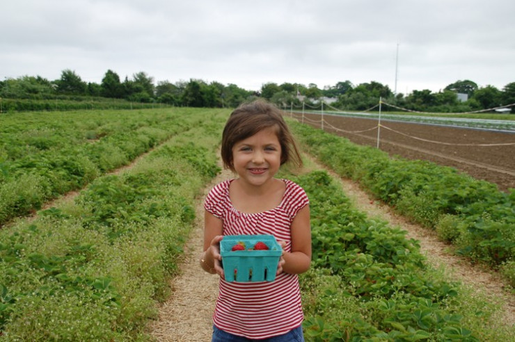 Berry Picking Farms in Bergen County, New Jersey